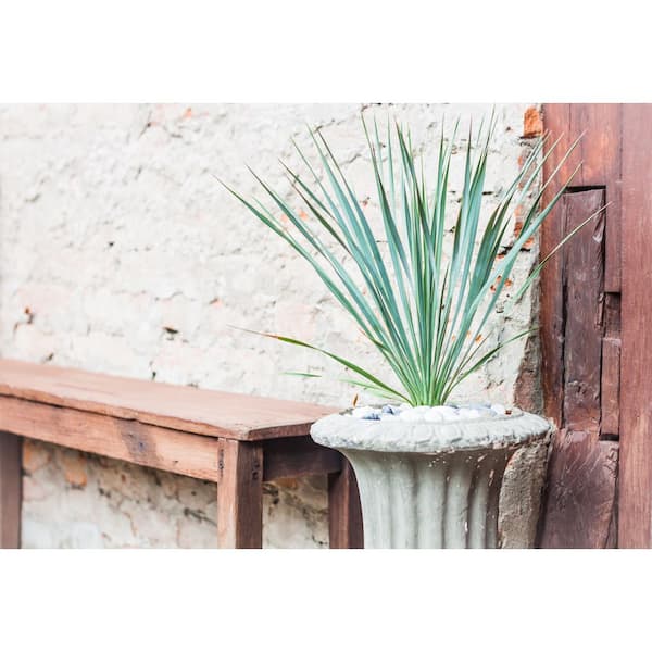 2.5 qt. Perennial Dracaena Indivisa (4-Pack) 1256 - The Home Depot