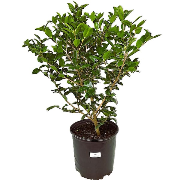 Unbranded 3 Gal. Camellia x Sasanqua Z6 'Winter's Joy' with Pink Blooms