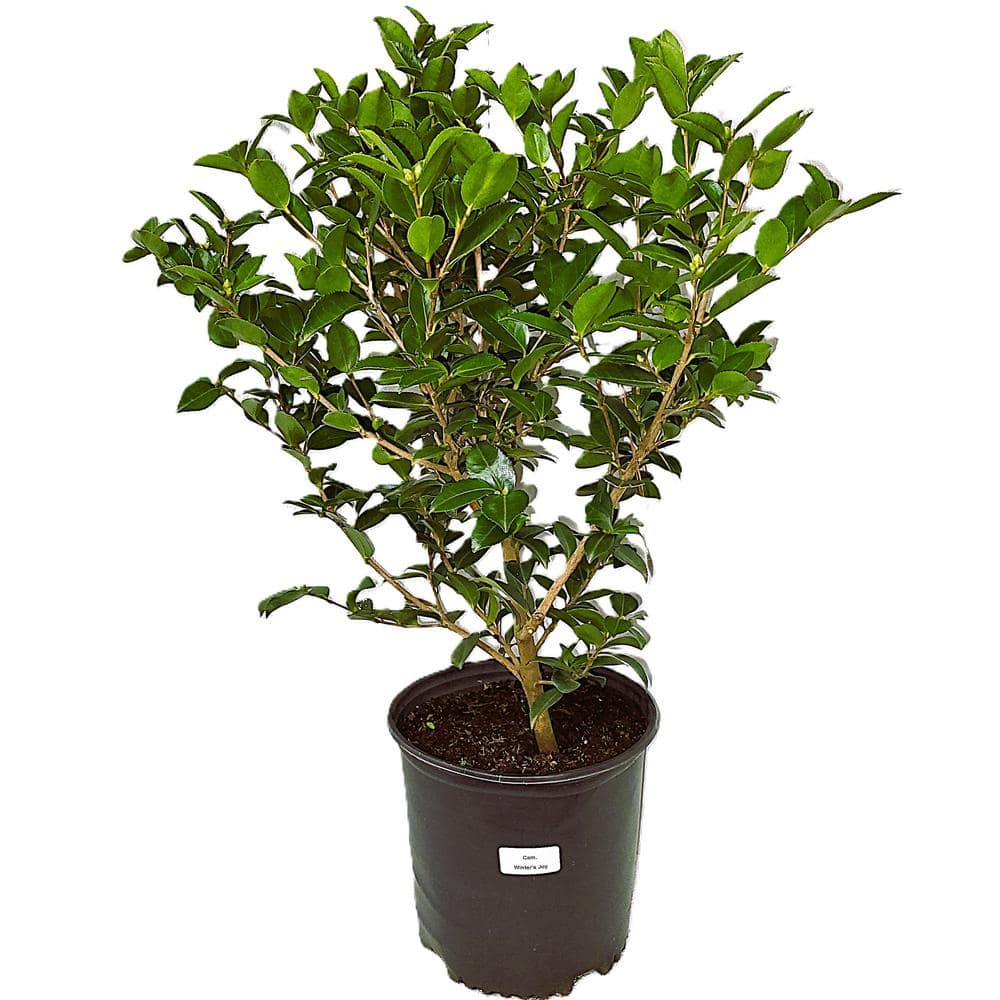 3 Gal. Camellia x Sasanqua Z6 Winters Joy with Pink Blooms