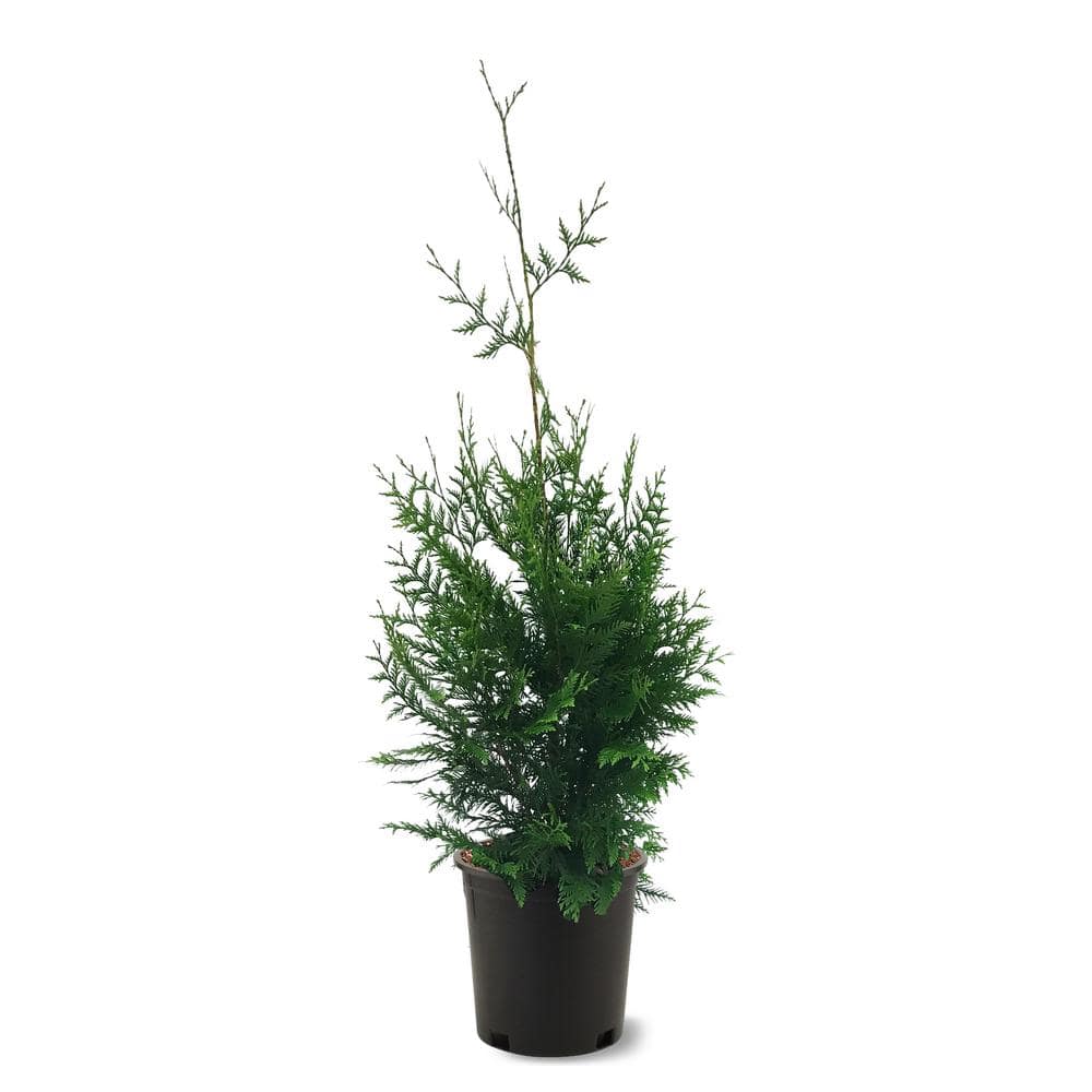 #3 Pot Thuja Green Giant Arborvitae Border Tree