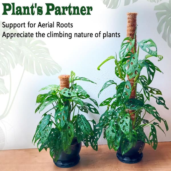 pictures of palm plants Buy Majesty Palms Online