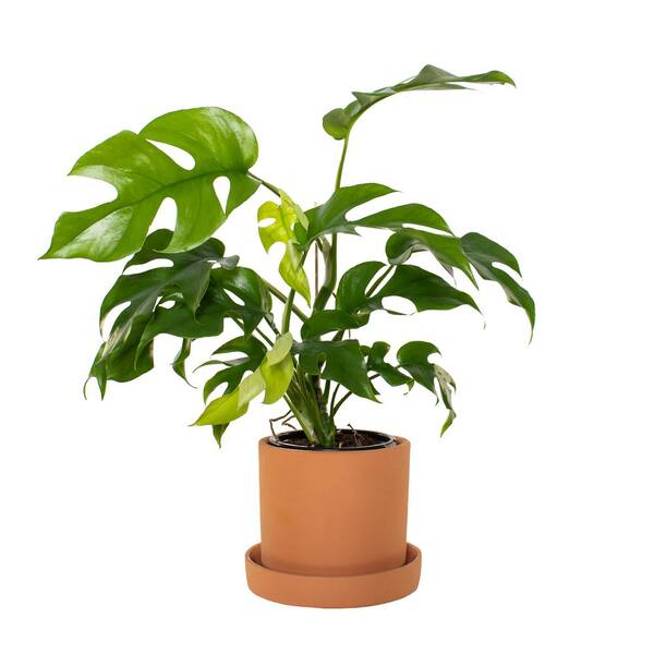national PLANT NETWORK 5 in. Terracotta Planter w/Saucer and 4 in. Monstera Ginny Plant - 1 Piece