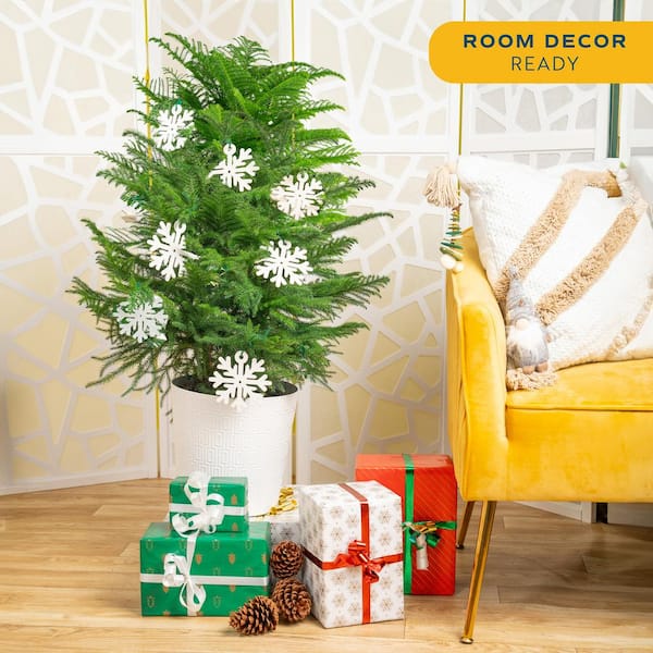 Norfolk Island Pine Indoor Plant in 10 in. Holiday White Decor Planter w/ Snowflakes, Avg. Shipping Height 3 ft. Tall