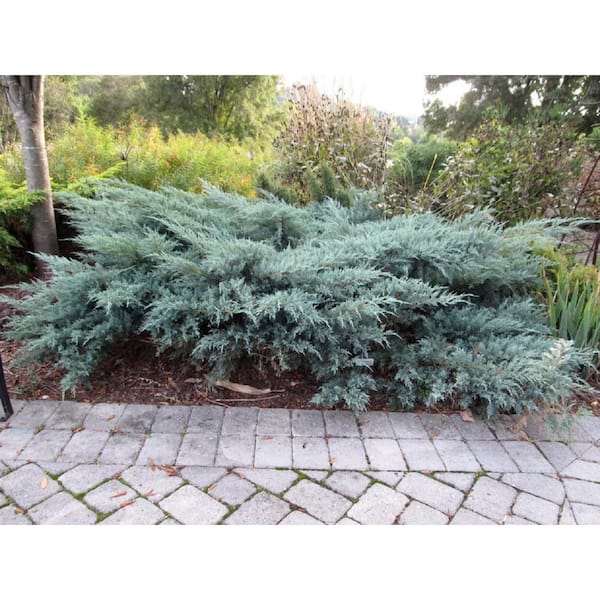 national PLANT NETWORK 2.25 Gal. Gray Owl Juniper Plant