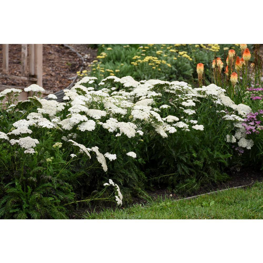 Ivory White Achillea Hybrid Yarrow Plant in 1-Gallon Pot