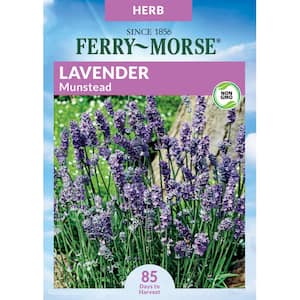 Lavender Munstead Herb Seed