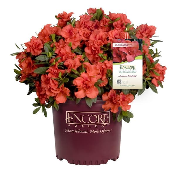 1 Gal. Autumn Embers Azalea Shrub with Reblooming Red-Orange Flowers - Low-Maintenance Evergreen Plant