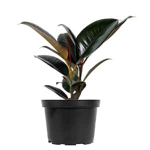 Rubber Plant Burgundy Ficus Elastica Plant in 6 in. Growers Pot