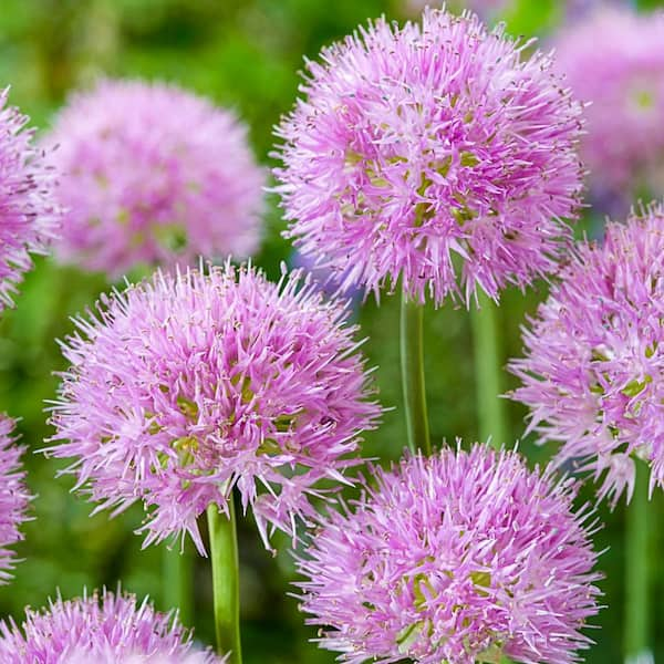 Van Bourgondien Rosy Dream Allium Flowers, Dormant Spring Flowering ...