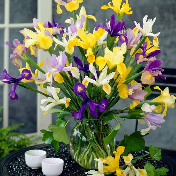 VAN ZYVERDEN Dutch Iris Mixed Bulbs (Set of 12)