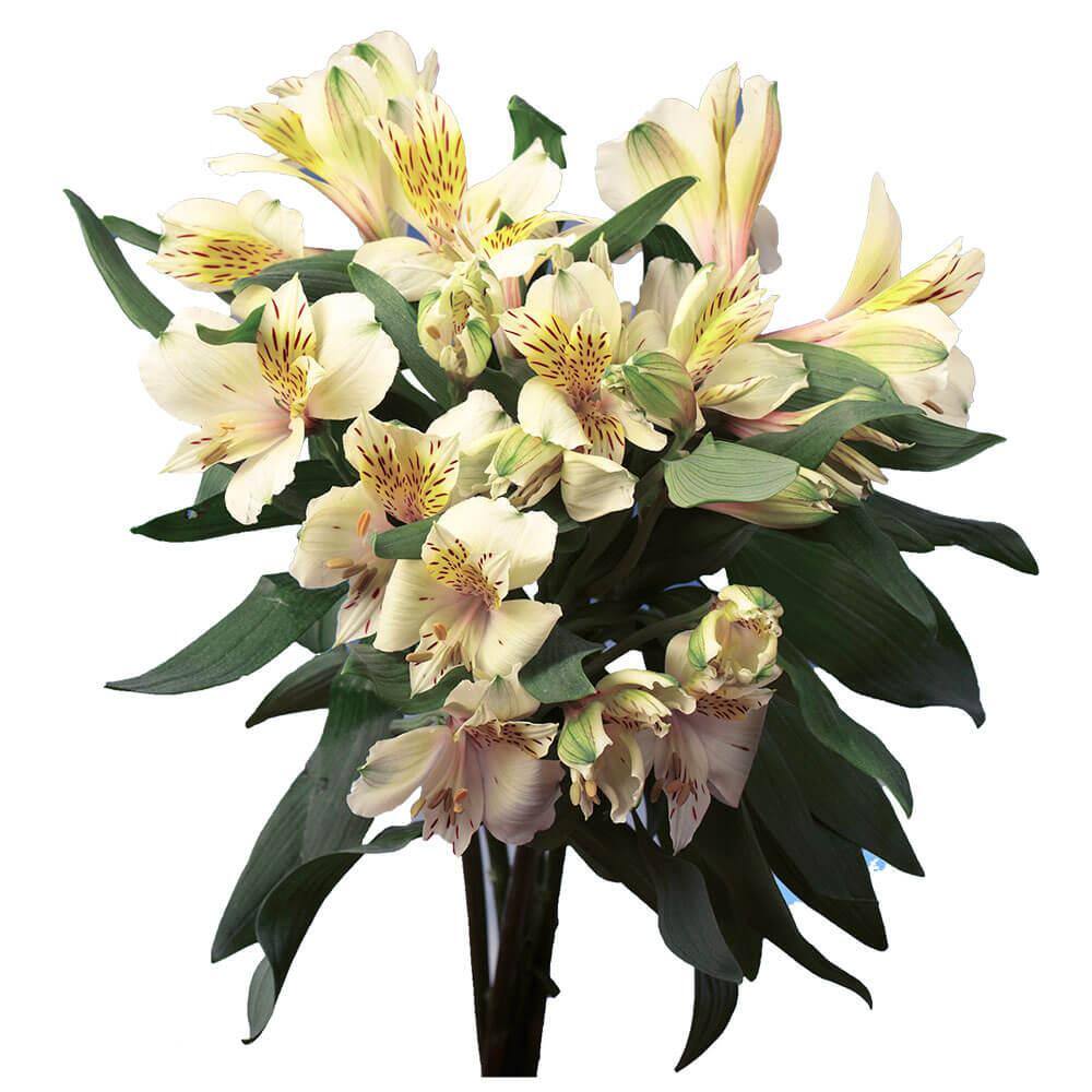 Globalrose 80 Stems of Super Select Creme Alstroemerias Fresh Flower