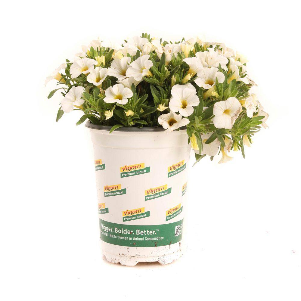 1 qt. Conga Calibrachoa Annual Plant with White Flowers (2-Pack) price history on PriceWatchPro