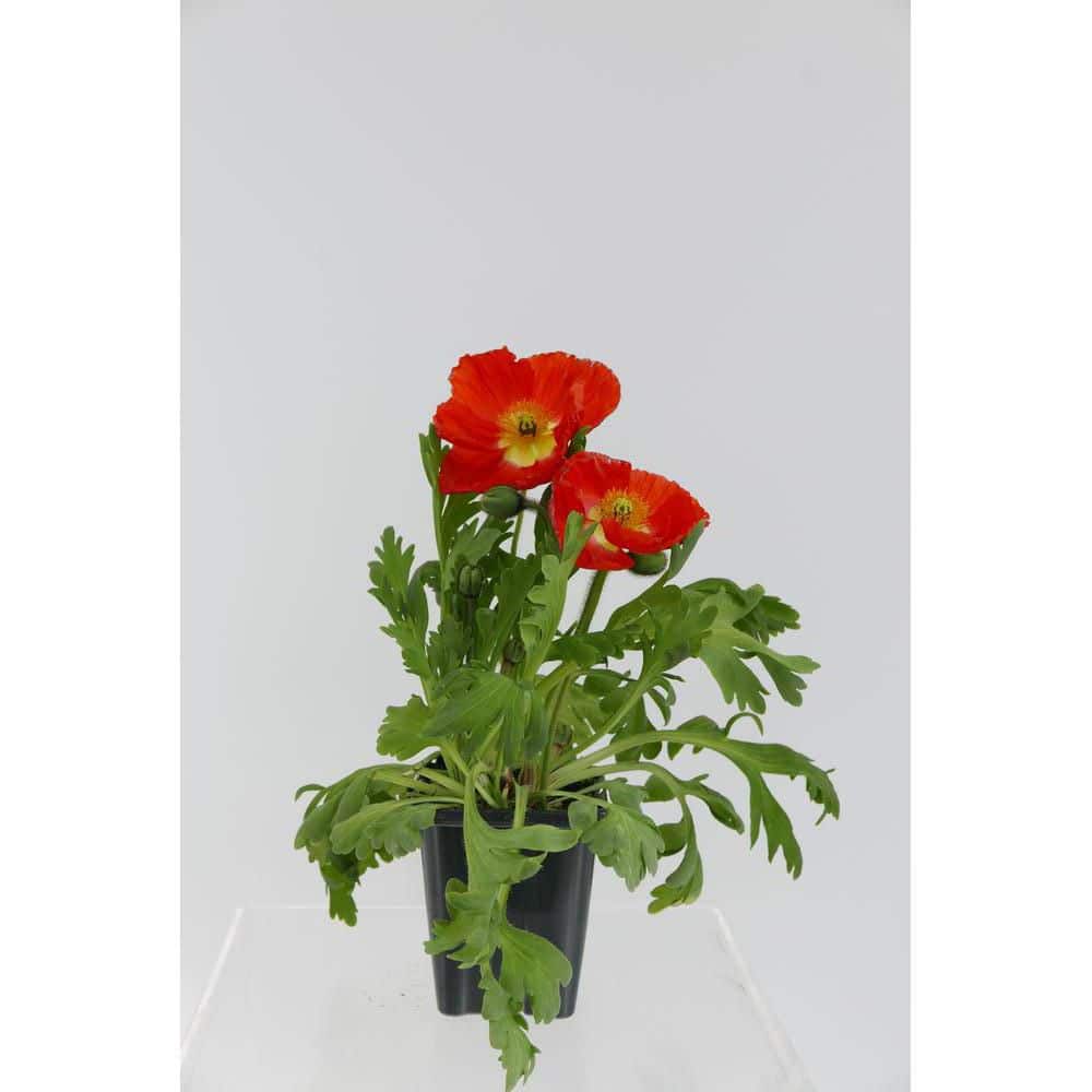 Perennial Papaver Nudicaule Spring Fever 1.0 Qt.