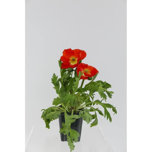 Unbranded Perennial Papaver Nudicaule Spring Fever 1.0 Qt.