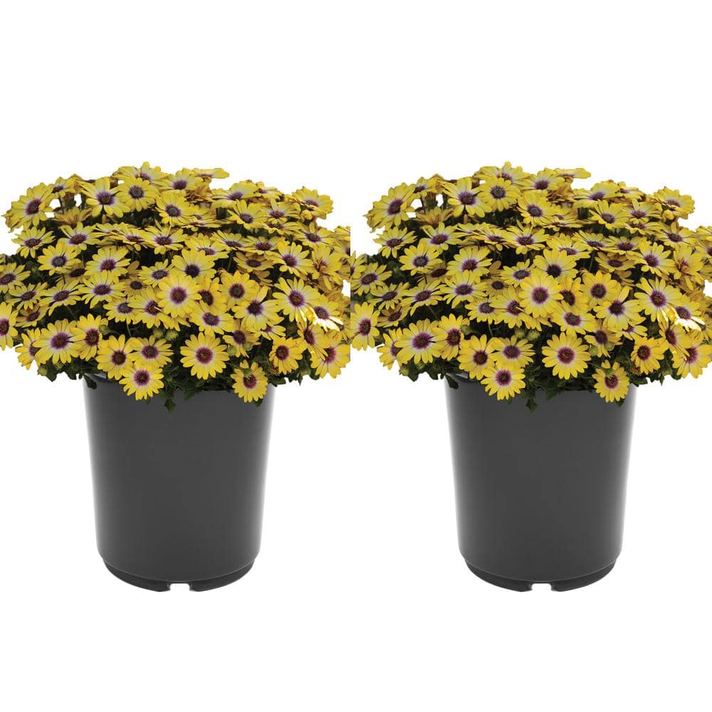2.5 qt. Annual Osteospermum Blue Eyed Beauty  (2-Pack)