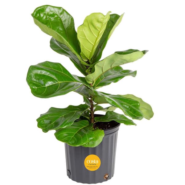 Costa Farms Fiddle Leaf Fig Indoor Plant in 10 in. Black Grower Pot, Avg. Shipping Height 1-2 ft. Tall