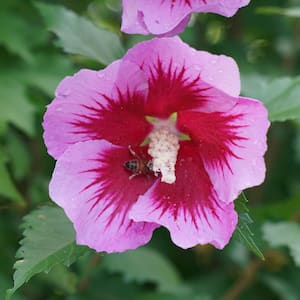 Proven Winners 2023 Landscape Shrub Of The Year Hibiscus Purple Pillar 4.5 in. x 5 in. Pot