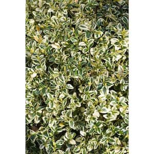 Gold Thread Cypress Shrub – Green Thumbs Garden