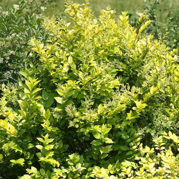 Proven Winners 2 Gal. Potted Golden Ticket Ligustrum Shrub