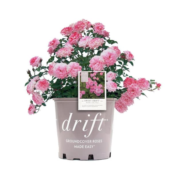 2 Gal. Sweet Drift Rose Bush with Pink Flowers