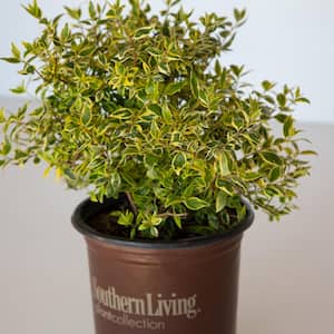 2.5 Qt. Miss Lemon Abelia With Light Pink Flowers, Live Semi-Evergreen Shrub Plant