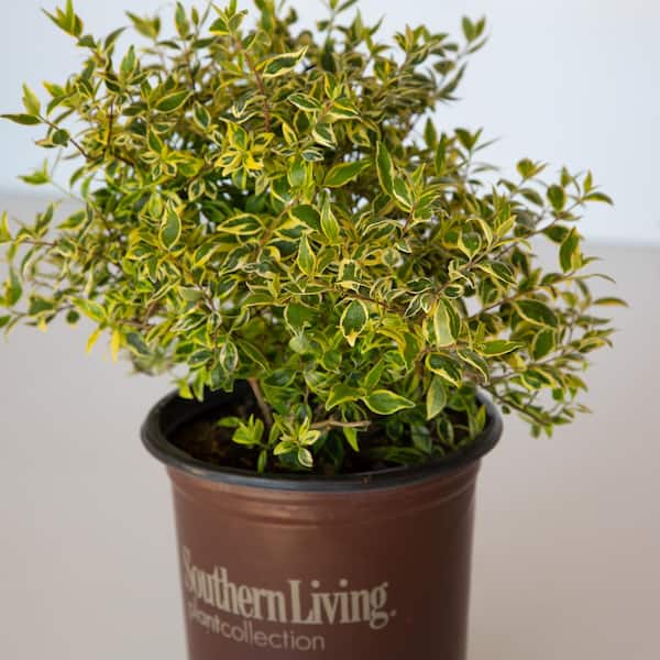 SOUTHERN LIVING 2.5 Qt. Miss Lemon Abelia With Light Pink Flowers, Live Semi-Evergreen Shrub Plant