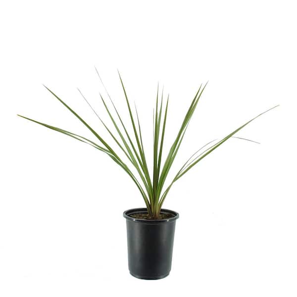 Unbranded 2.5 Qt. Annual Dracaena Indivisa 1023