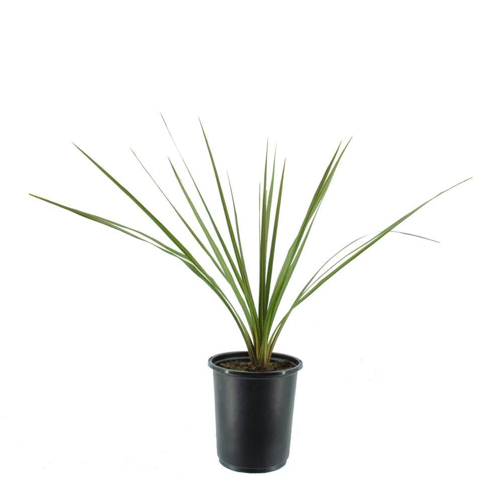 2.5 Qt. Annual Dracaena Indivisa