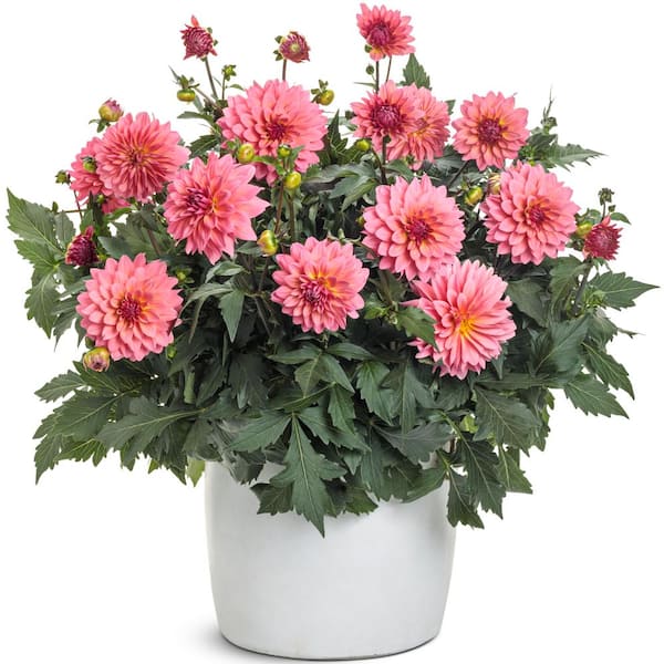 PROVEN WINNERS 4.25 in. Eco+Grande, Sweet Tooth Cotton Candy