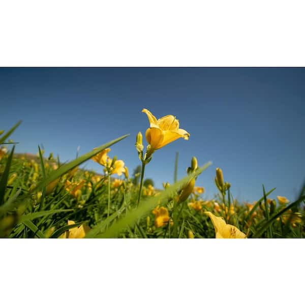 METROLINA GREENHOUSES 2.5 Qt. Big Time Happy Yellow Daylily Plant
