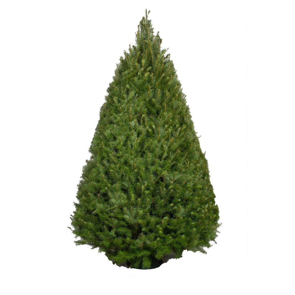 78 ft. Freshly Cut Live Pseudotsuga Douglas Fir Christmas Tree 498278 The Home Depot