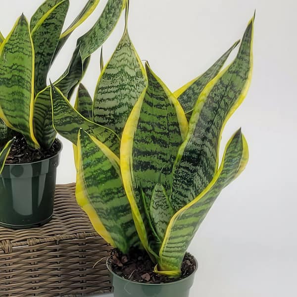 national PLANT NETWORK 4 in. Sansevieria Laurentii Superba Snake