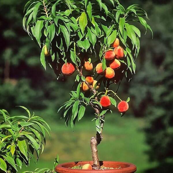 洋楽 Pollen. Peach tree. Pollen – Peach Tree 1997 Music | CD | | eBay