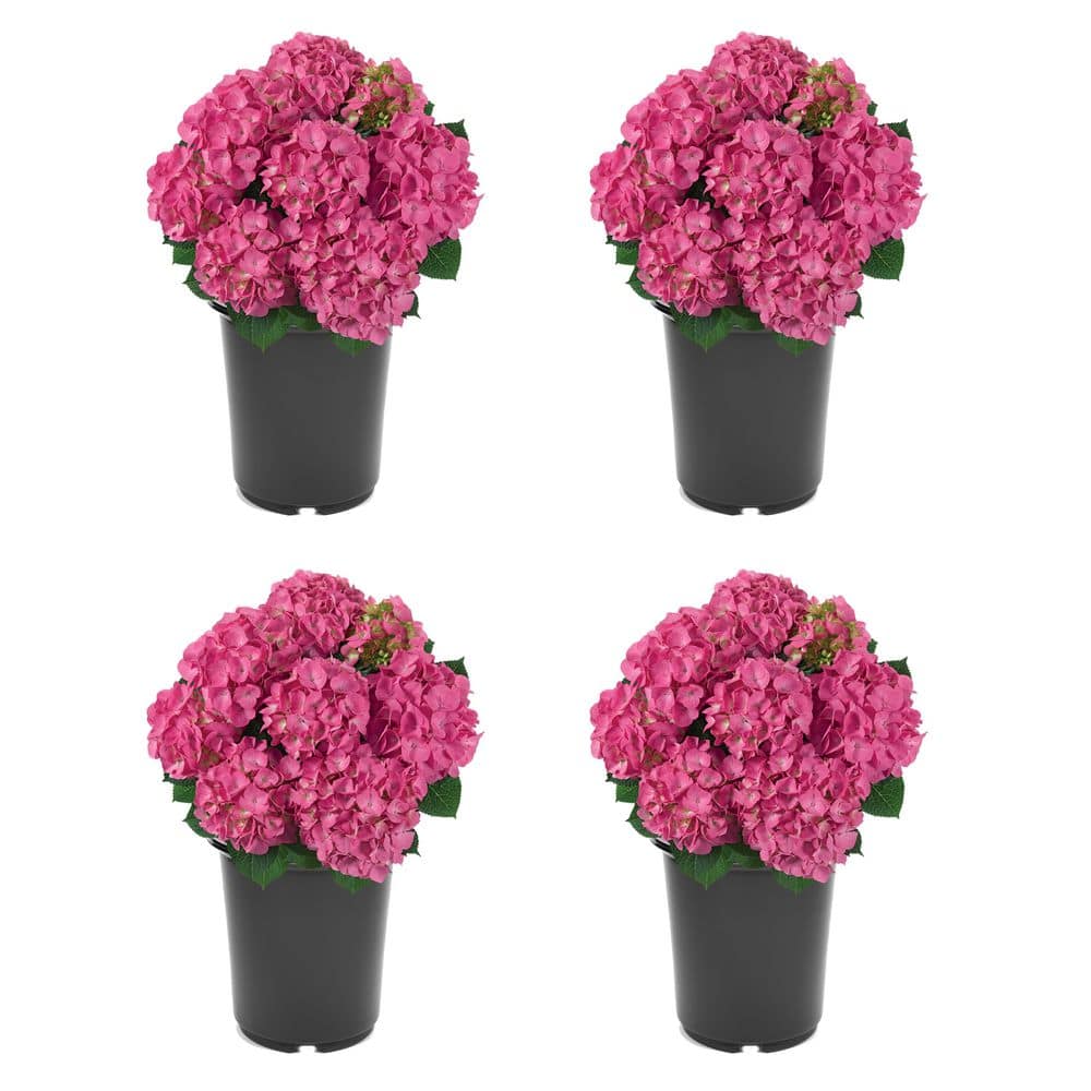 2.5 qt. Hydrangea Macrophylla Jip Pink Perennial Plant with Pink Flowers 