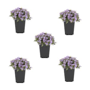 1.5 PT. Purple Phlox Subulata Perennial Plant (5-Pack)