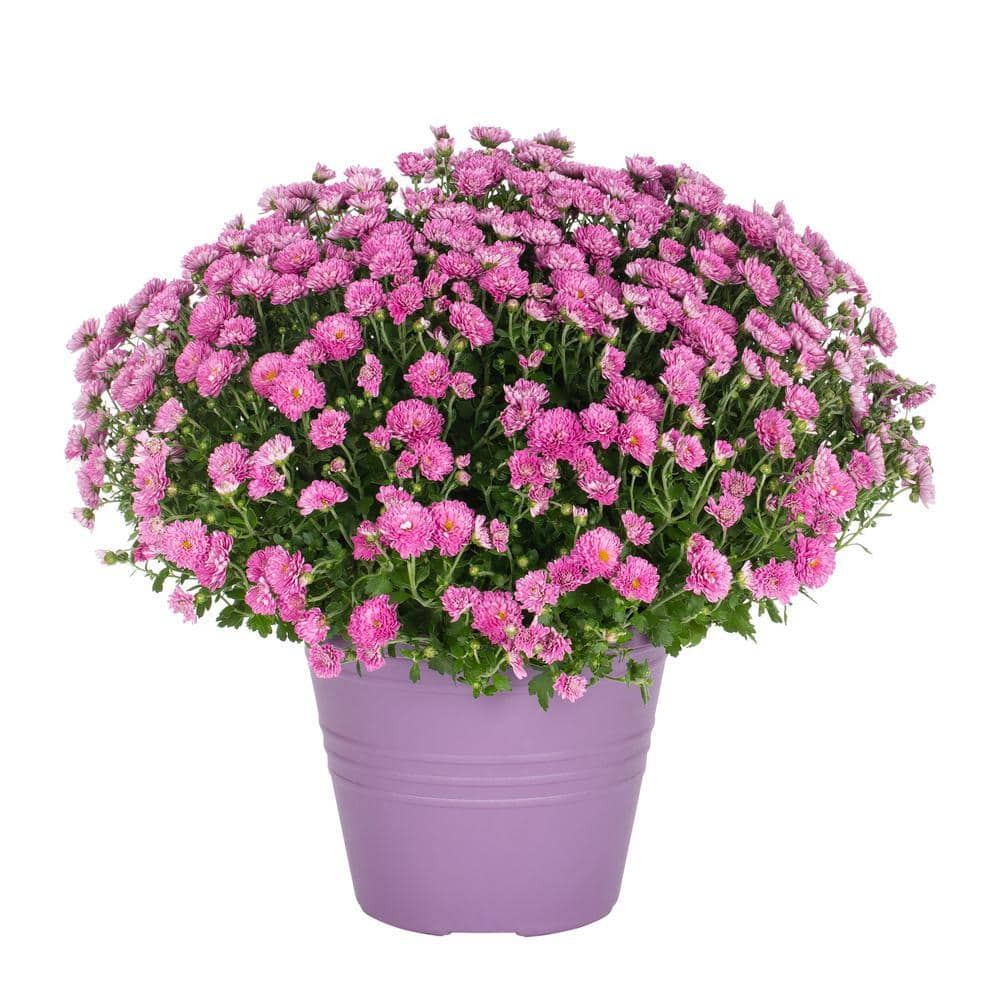 Reviews for METROLINA GREENHOUSES 1 Gal. Purple Mum Chrysanthemum ...