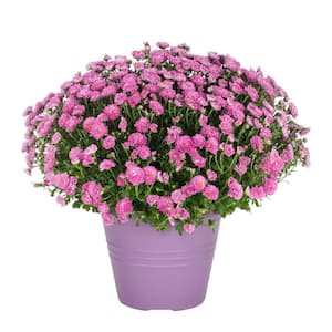 1 Gal. Purple Mum Chrysanthemum Winchester Planter Perennial Plant (1-Pack)