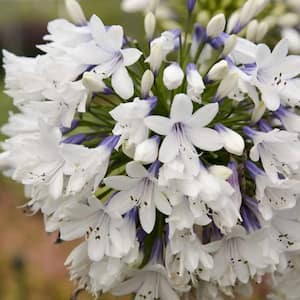 2.5 Qt. White and Violet Bloom Clusters - Queen Mum Agapanthus, Live Perennial Plant