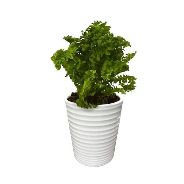 Living Lace Fern Twirly Whirly Indoor Plant in 3.5 in. White Ceramic Container