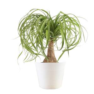 6 in. Ponytail Palm Plant in White Decor Plastic Pot