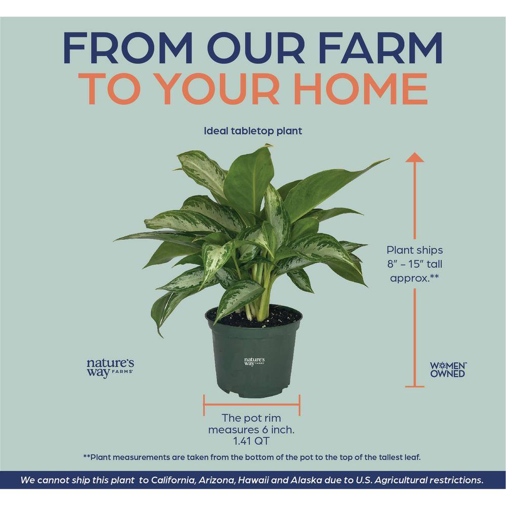 Aglaonema Crystal Bay Silver-Green Indoor Houseplant in Grower Pot