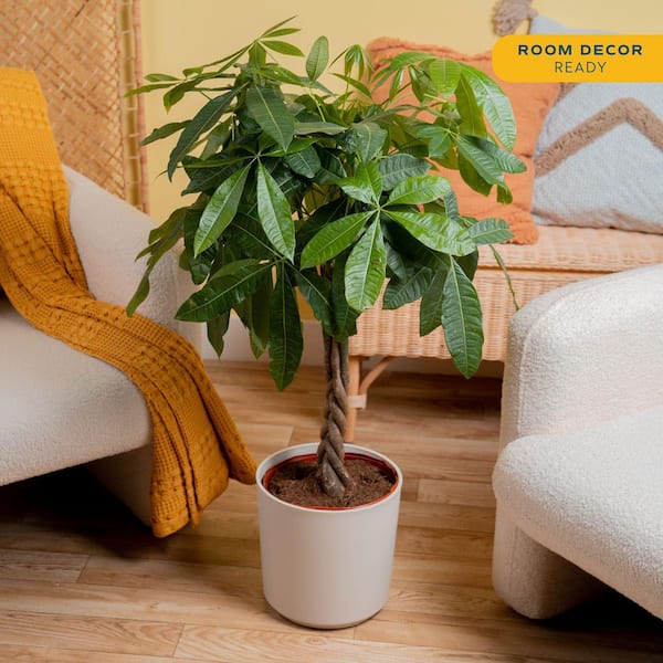 Pachira Braid Indoor Money Tree Plant in 10 in. Decor Planter Avg. Shipping Height 3-4 ft. Tall
