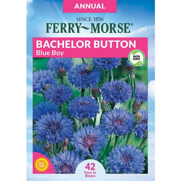 Ferry-Morse Bachelor Button Blue Boy Flower Seeds