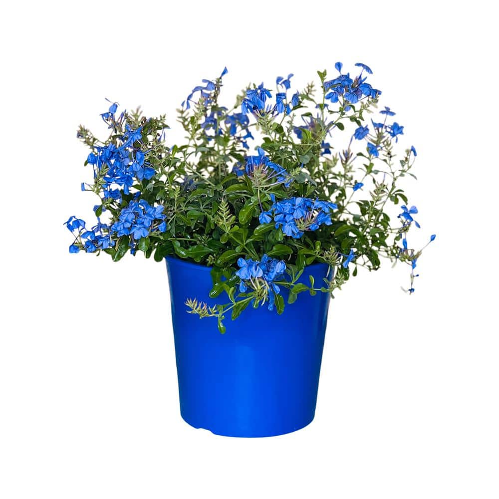 Pure Beauty Farms 1.5 Gal Plumbago Plant Blue Flower in 8.25 in