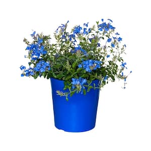 1.5 Gal Plumbago Plant Blue Flower in 8.25 in. Grower's Pot