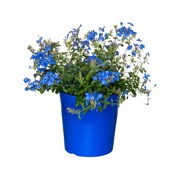 Pure Beauty Farms 1.5 Gal Plumbago Plant Blue Flower in 8.25 in. Grower's Pot