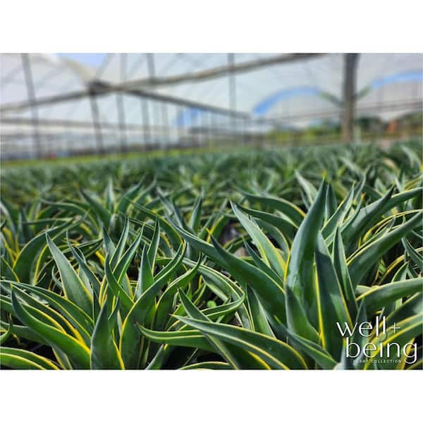 best amino acids for plants RAW Amino Acids | L-Glycine & L-Glutamic Acid