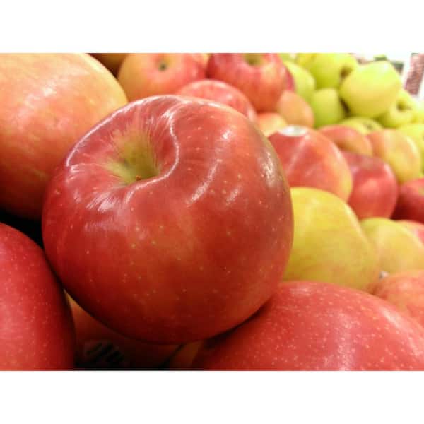 Fresh Red Delicious Apples, 5 lb Bag 