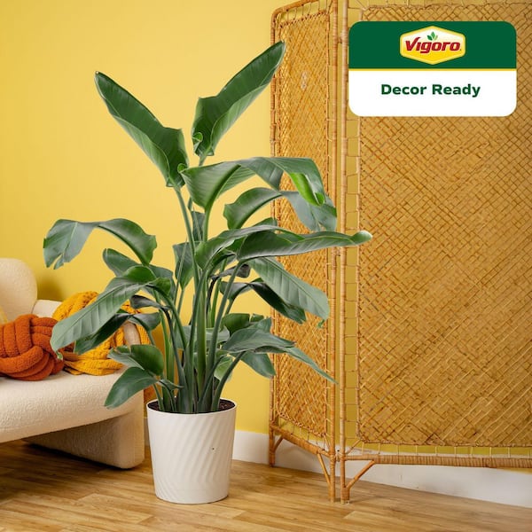 White Bird of Paradise Indoor Plant in 12 in. Decor Pot, Avg. Shipping Height 48-60 in. Tall