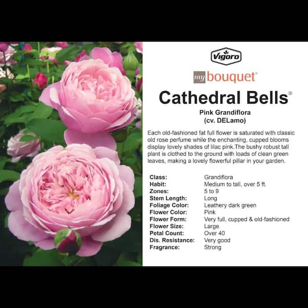 Reviews for Vigoro 2 Gal. Cathedral Bells Rose with Pink Flowers